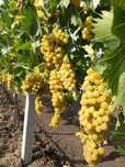 Struguri de vin diverse soiuri albi/negri, pret producator adusi acasa