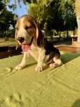 Pui de Beagle cu Pedigree