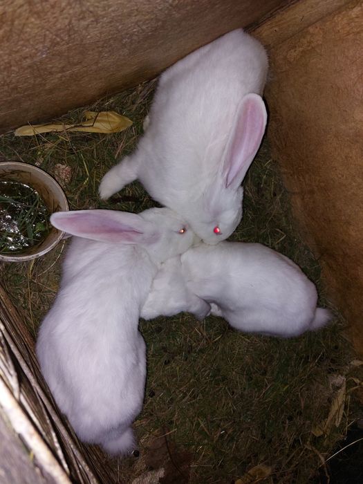 Vând iepuri uriași belgieni!