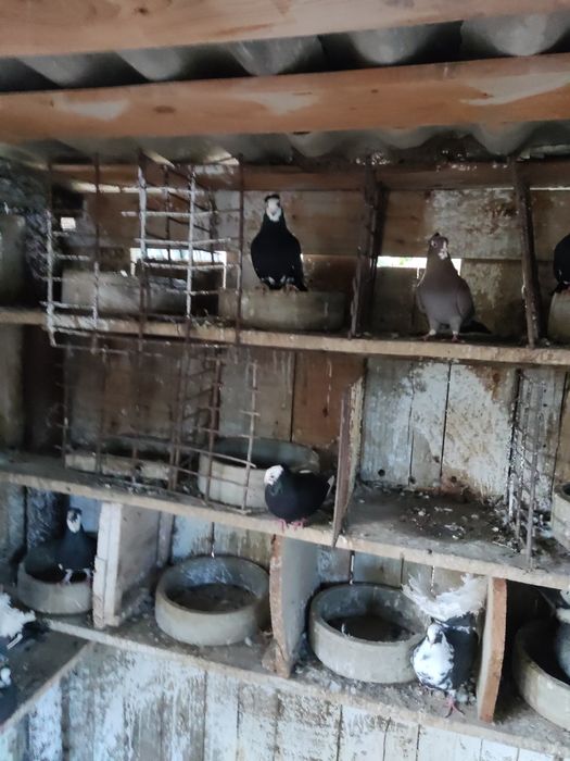 Porumbei jucători 10 lei bucata