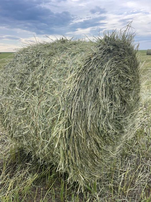 Сено Суданская трава