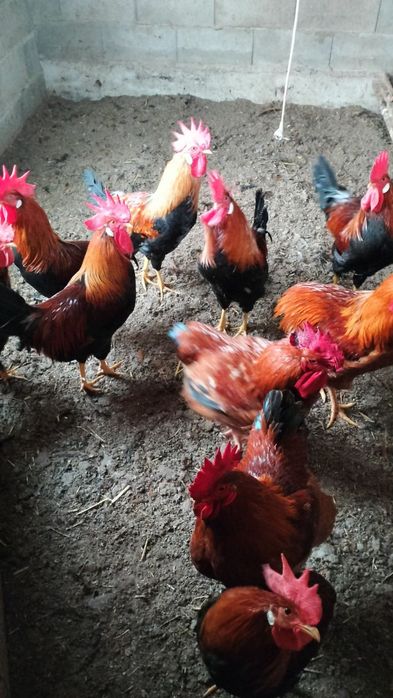 Продавам петли...