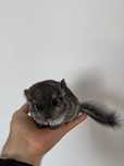 Vand pui chinchilla/ Sinsila / Chinchila