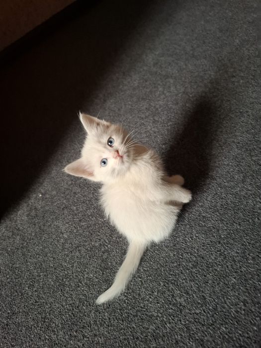 Продаются котята