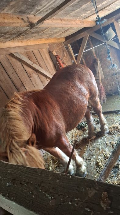 De vanzare un hărmăsar si un cal