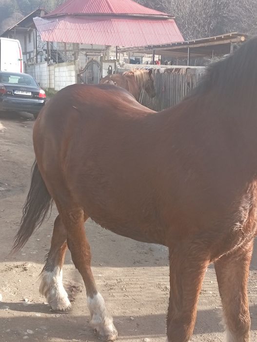 Cal de vânzare are 2 ani