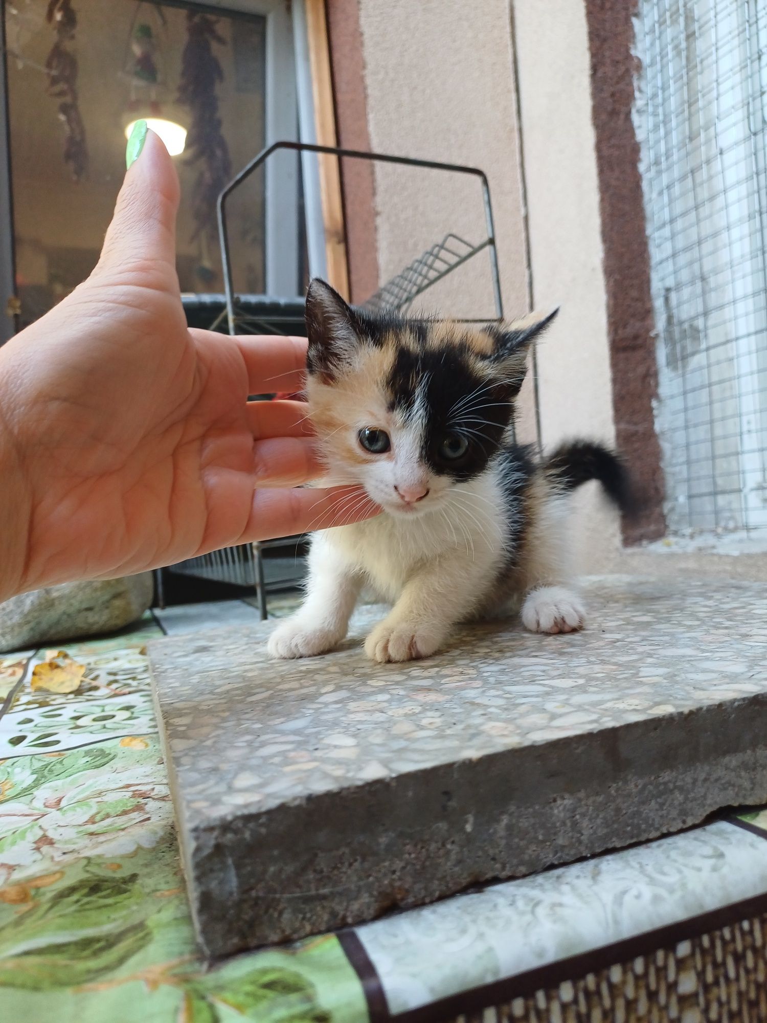 Подарявам женски котета на 2 месеца