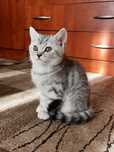 Motănel british shorthair chinchilla