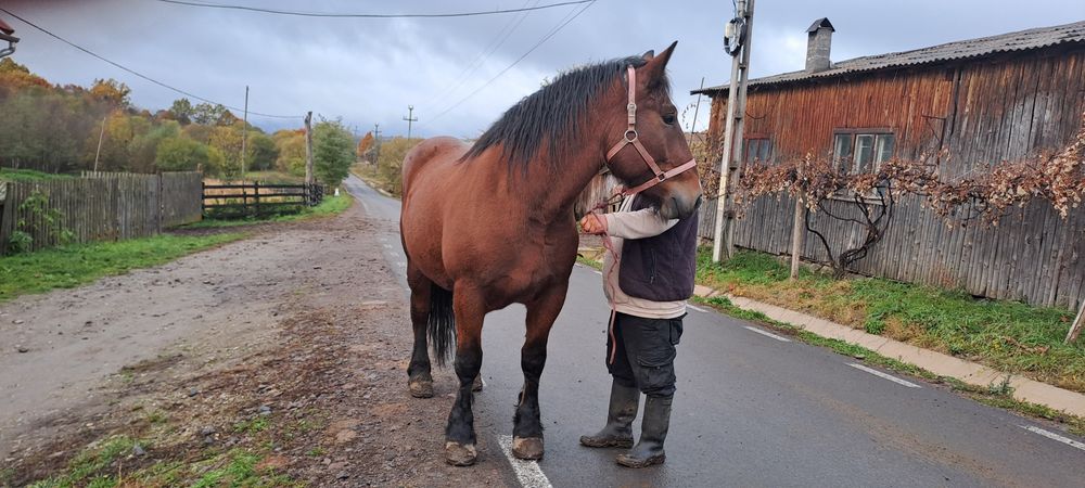 Iapa cuminte de 4 ani