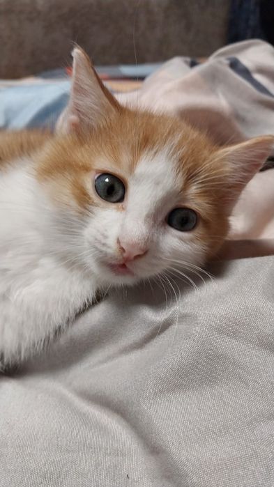 Отдам двух котят, мальчики
