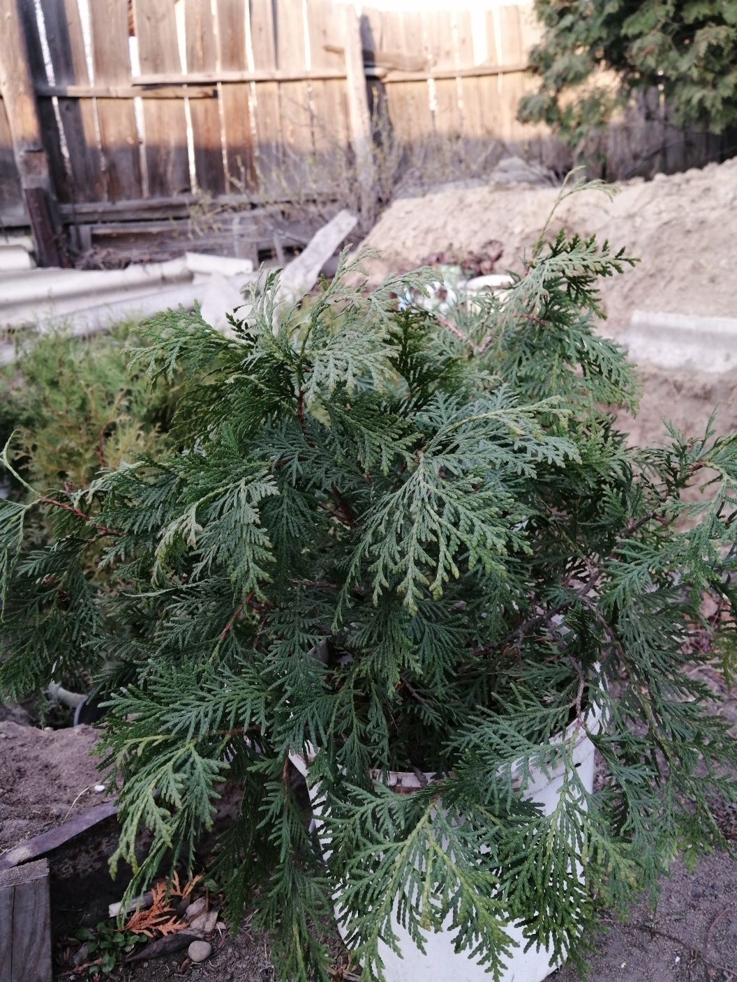 Продам молодую тую