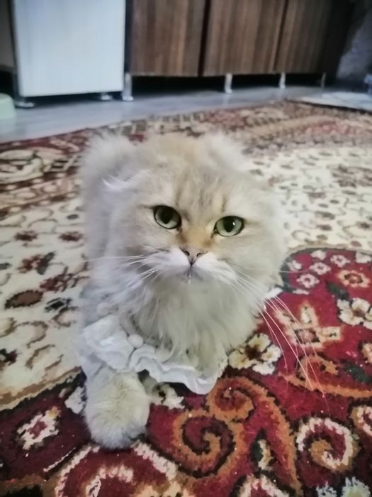 Shotland shinshilla fold zolotistiy qiz