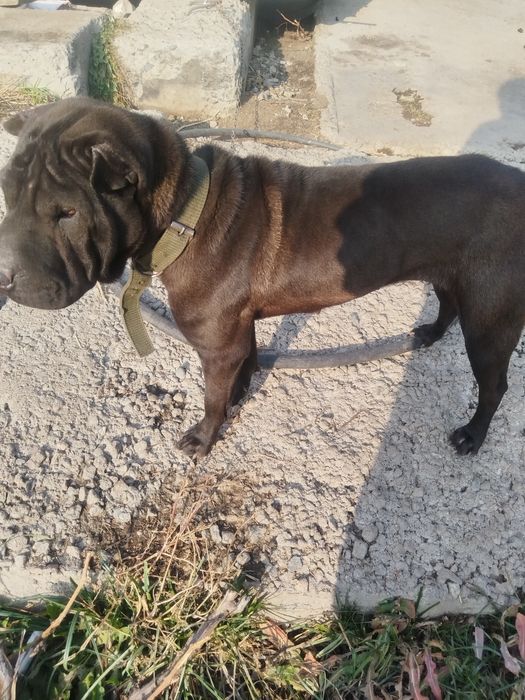 Отдам только в добрые руки