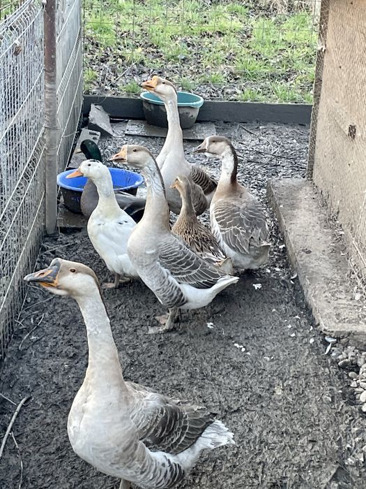 Vand gaste toulouse si rate mute tinere, foarte frumoase