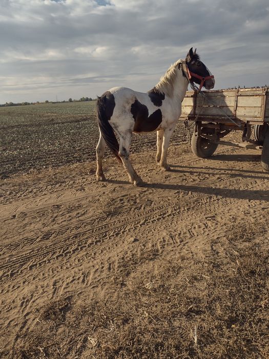Mânz tărcat de vânzare