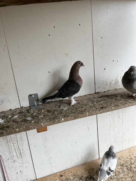 Porumbei deisponibili