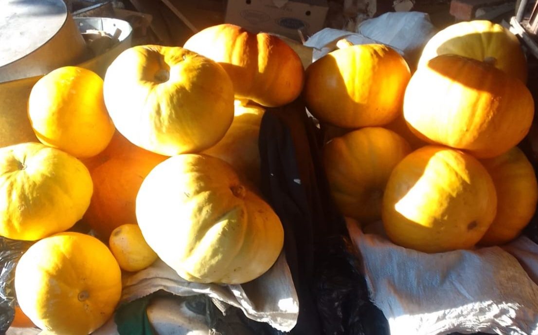 Продам тыкву медовую