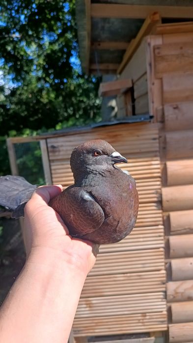 porumbei culori de deosebite