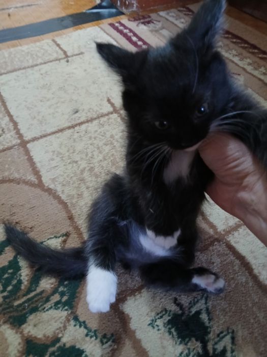 Отдам котят в хорошие, добрые руки.2серые и один черный. Игручие,актив