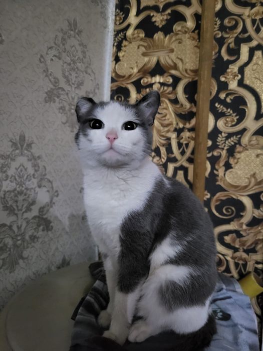Отдам кошечку в добрые руки