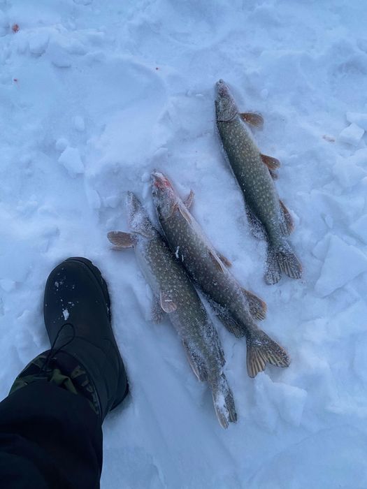 Рыба Свежая и свежемороженная рыба