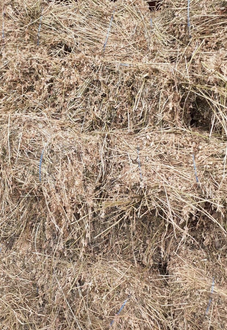 Vând baloți de lucernă!!