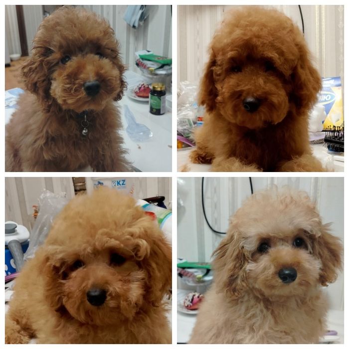 Щенки карликового пуделя