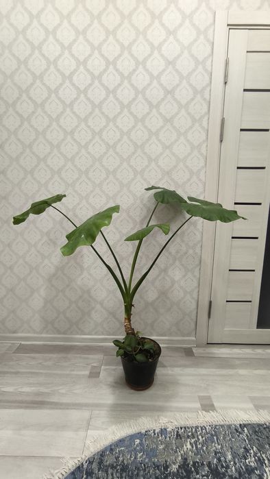 Продаётся Алоказия