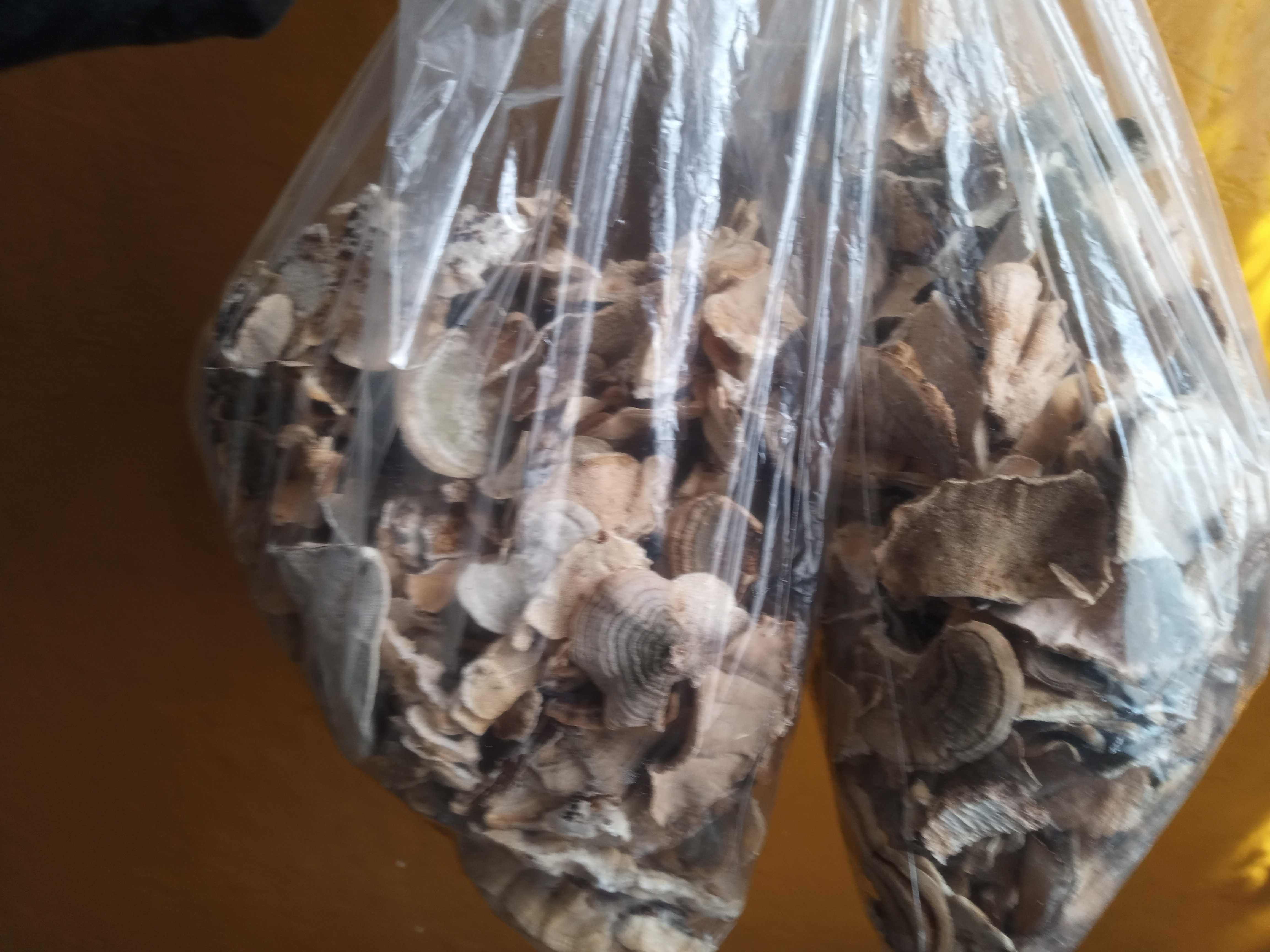 Trametes versicolor-ciuperca medicinala sistem imunitar