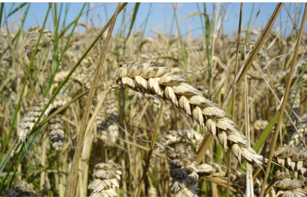 Grau de semanat Glosa 2025