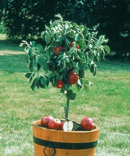 Pomi fructiferi pitici