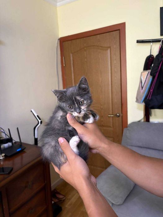 Котенок(отдадим бесплатно в хорошие руки)