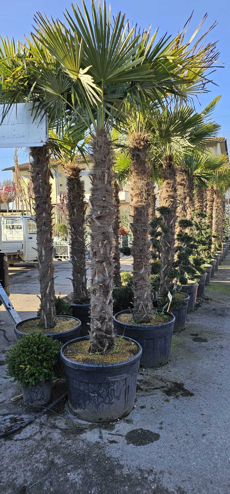 Palmieri ornamentalii rezistenți la frig