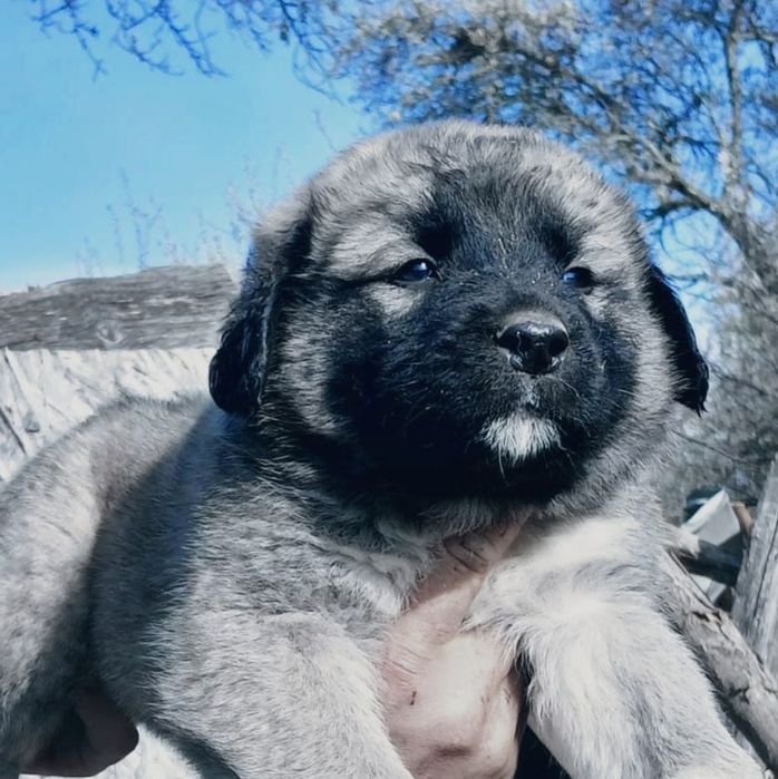 Femela de Ciobanesc romanesc carpatin cu pedigree tip A