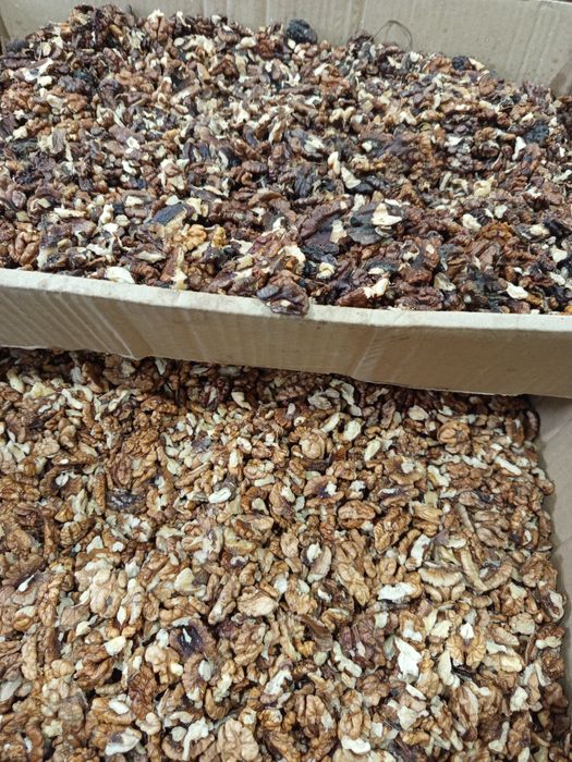 ГРАДИНСКИ орех 2025г