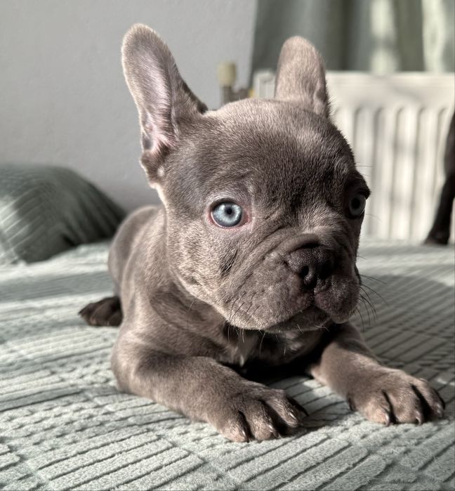 Френски булдог / French Bulldog