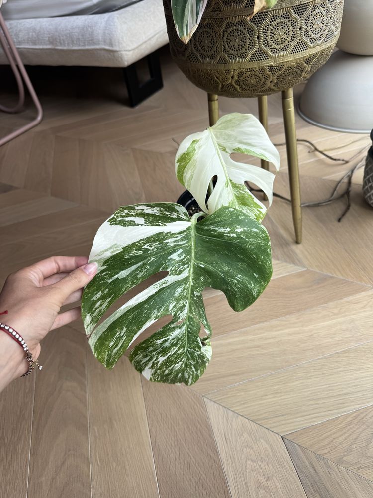 Monstera Albo / verigata