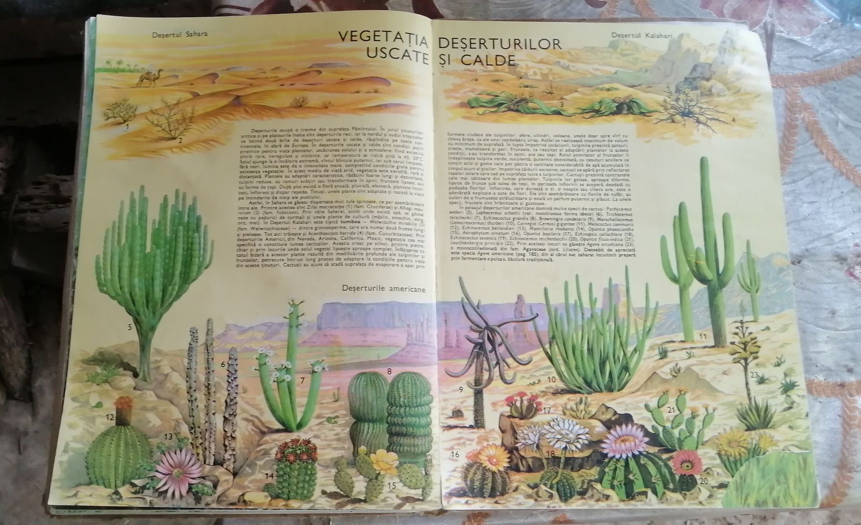 Atlas botanic. Editura didactică și pedagogică BUCUREȘTI 1985