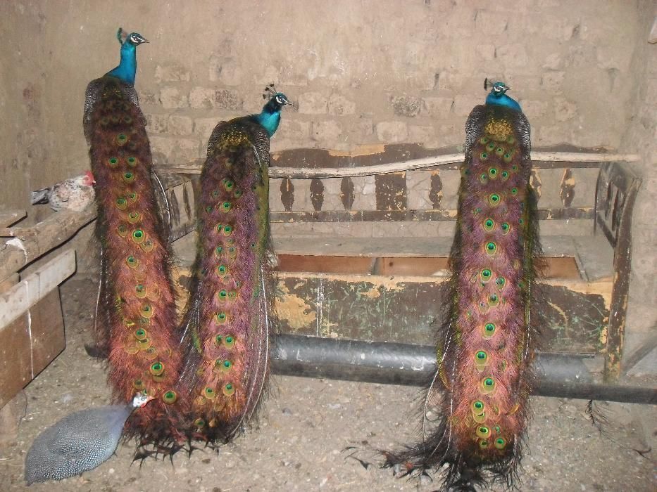 Vand paun si paunita