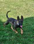 Pui Ciobanesc German Cu Pedigree