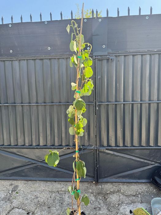 Kiwi autofertil .