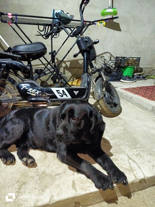 Ищем девочку на вяску для лабрадора