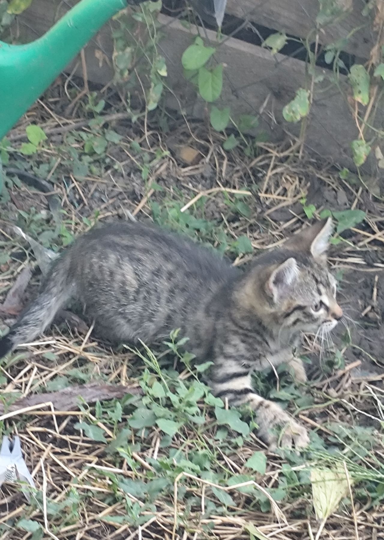 Подарявам котенца
