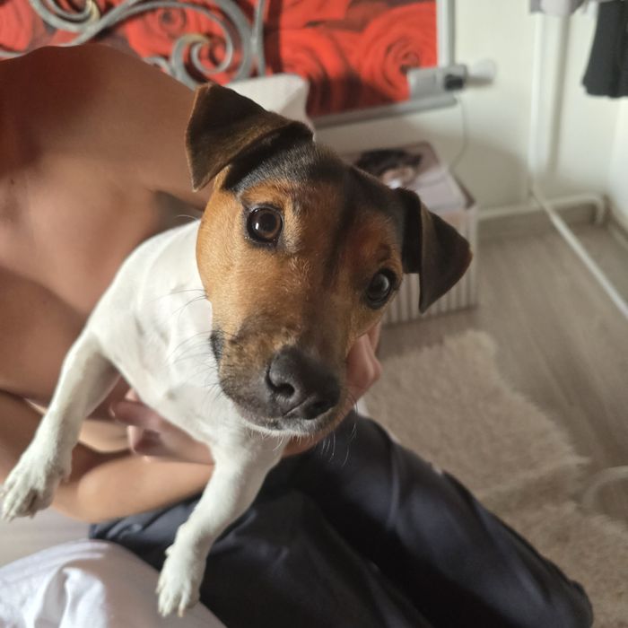 Вязка Джек Рассел