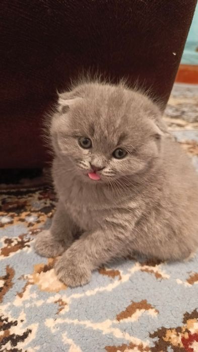 Пародистые котята вислоухие(скотиш фолд)