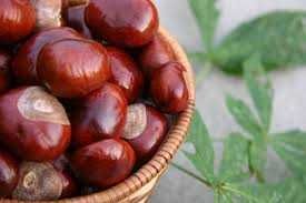 Castane necomestibile pentru uz extern,medicinal(infuzii,tincturi)