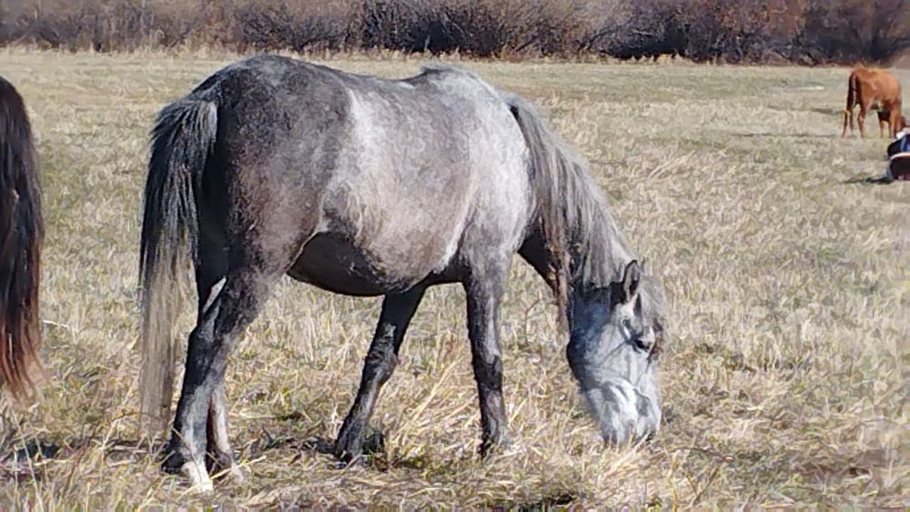 Бие құлнымен 750 мың