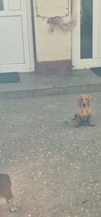 Teckel (fetiță ) păr scurt ,talie mică