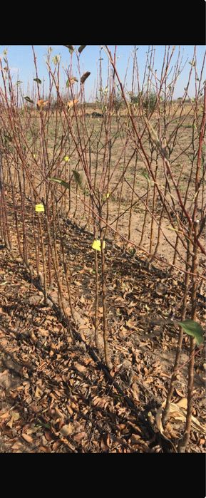 Pomi fructiferi altoiti, certificati