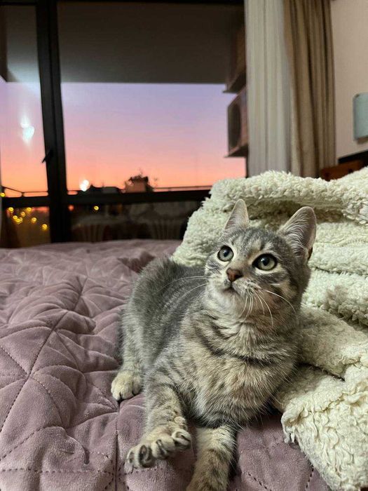 Красива котенца, на 3 месеца